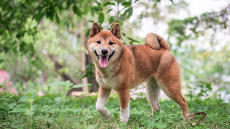 shiba-inu-gets-listed-on-binance-and-ftx-after-price-skyrockets