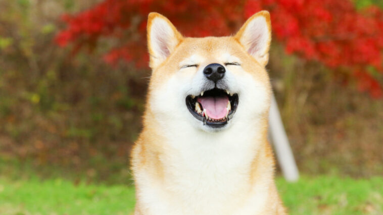 shiba-inu-coin-price-soars-as-coinbase-pro-announces-shib-cryptocurrency-trading