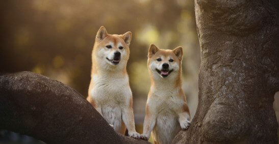 where-to-buy-cryptocurrency-shiba-inu-–-time-to-buy-the-dip?