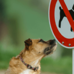 no-dogs-allowed:-where-to-buy-nodoge-as-it-surges-2x