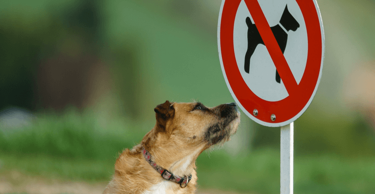 no-dogs-allowed:-where-to-buy-nodoge-as-it-surges-2x