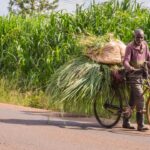 kenyan-farmers-pivot-to-cryptocurrency-as-popularity-of-community-currencies-grows