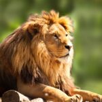 where-to-buy-lion-token:-lion-crypto-surges-in-price