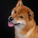 chainalysis-announces-it-will-include-dogecoin-coverage-in-its-reports