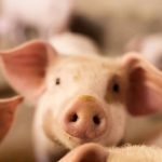 us-seizes-domains-used-in-‘pig-butchering’-crypto-scam