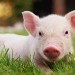 fbi-renews-warning-about-pig-butchering-crypto-scam-sweeping-the-country