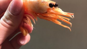 bitcoin-“shrimp”-addresses-surge-to-all-time-high-above-43-million
