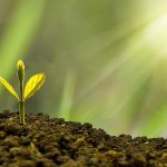 ifc-backed-carbon-opportunities-fund-uses-chia-network-to-settle-tokenized-carbon-credits