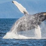 whale-activity-pushes-comp-token-price-up-by-50%